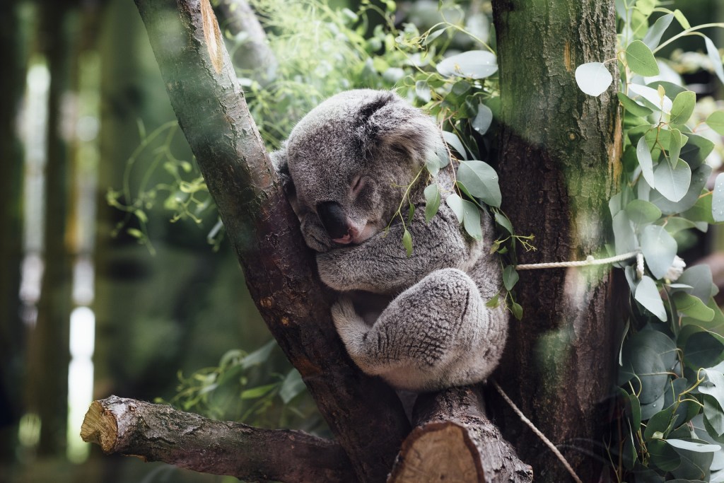 Le Koala passe 20 à 22 heures par jour à dormir.