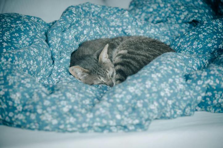 Sauvages ou domestiques, les animaux rêvent aussi