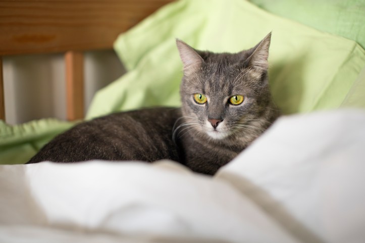 Faut-il dormir avec son chat ?